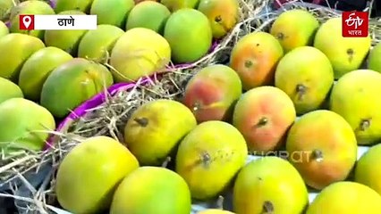 जीआय टॅगिंगनंतरही देवगड हापूसच्या नावानं ग्राहकांची फसवणूक; सरकारनं दखल घेण्याची उत्पादकांची मागणी