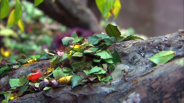 These Leaf Cutter Ants Moving Leaves to Their Nest Might Be The Creepiest Video You’ll See All Day