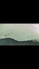 Tubarão libertado após ficar preso num banco de areia na Austrália