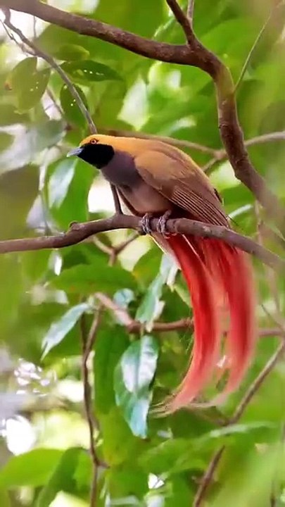 ساعة كاملة من اروع تلاوات القران الكريم