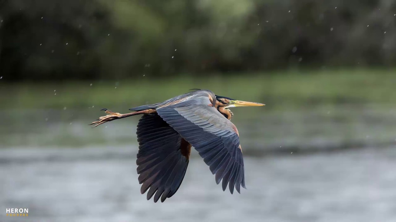 Le Parc de la Brenne :  pour les Ornithologues et les amateurs de photographie d'oiseaux