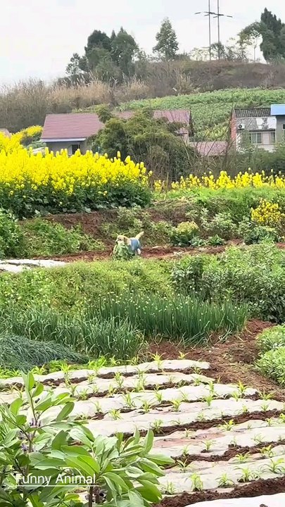 A responsible dog carrying vegetables.