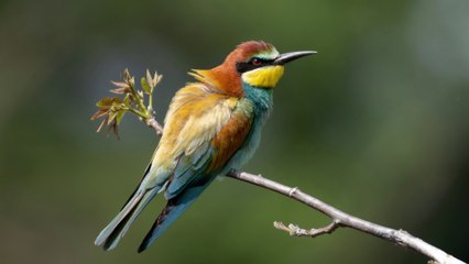 CANON R7 RF200-800 BEE EATER 4K