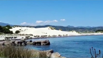 Transumanza con vista mare, la magia della natura a Siniscola