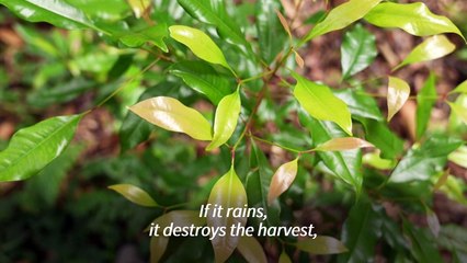 Climate change takes spice from Indonesia clove farms