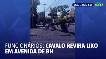 Cavalo revirando lixo em avenida de BH chama a atenção