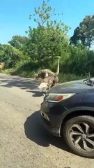 Avestruz es captada en plena carretera en Jutiapa
