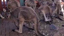 Kangaroos wanna get into pub | only in Australia 🇦🇺