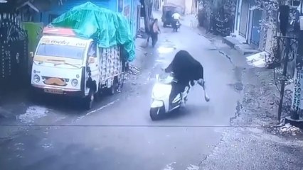 Un-bull-ievable: Watch bull takes scooter for a spin in Rishikesh