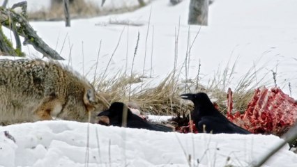 YELLOWSTONE-  ONE-FIFTY - S01E02