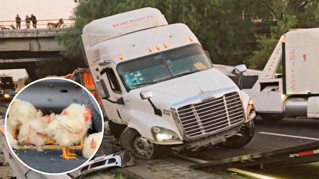 Estado de México: tráiler con pollos vuelca en el Circuito Exterior Mexiquense y causa caos vial rumbo a Puebla