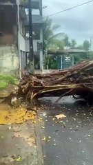 Após fortes chuvas, árvore cai e causa transtorno em bairro de Salvador; veja