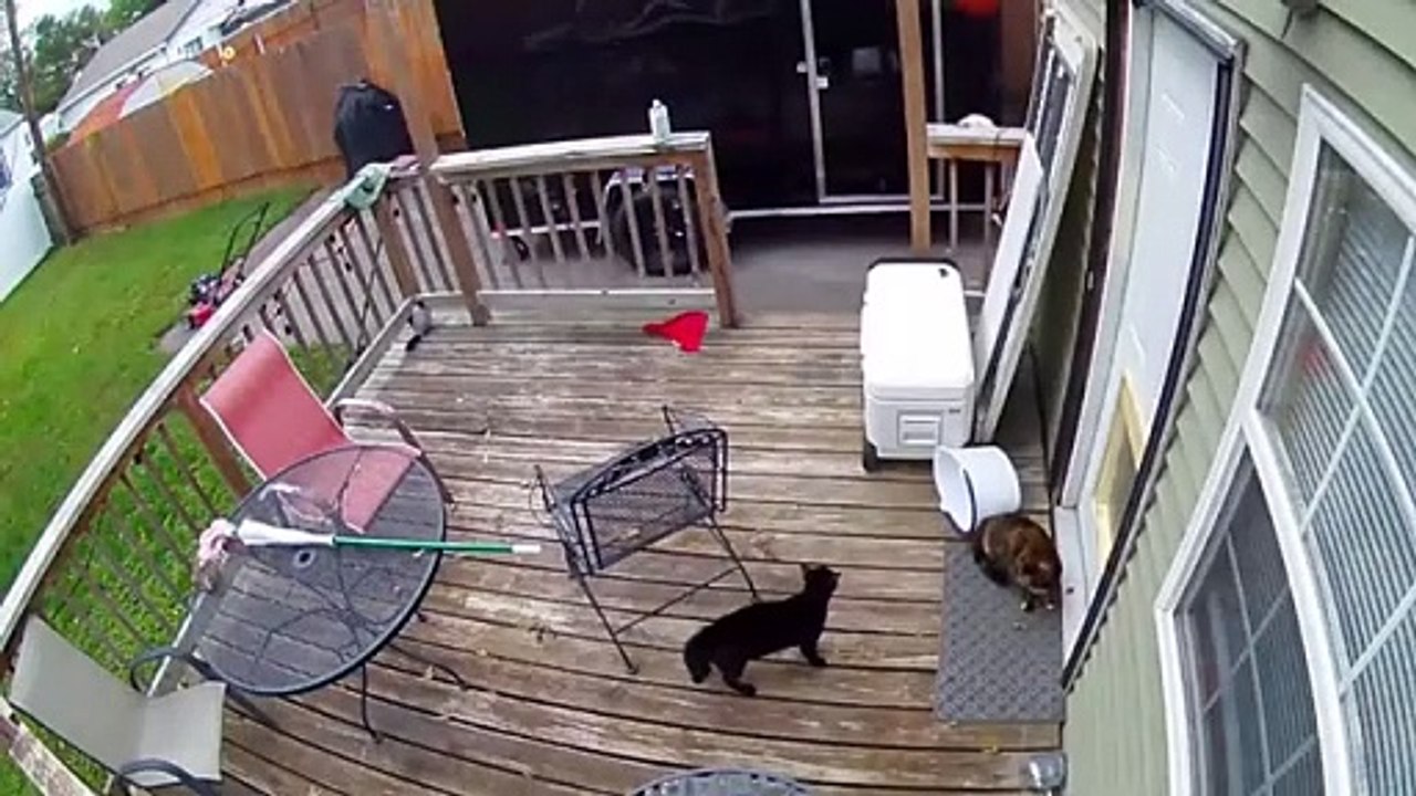 Ce chat appelle ses maitres à l'aide