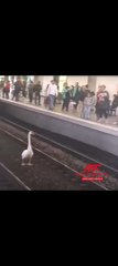 INSOLITE – Un cygne interrompt le trafic du RER A