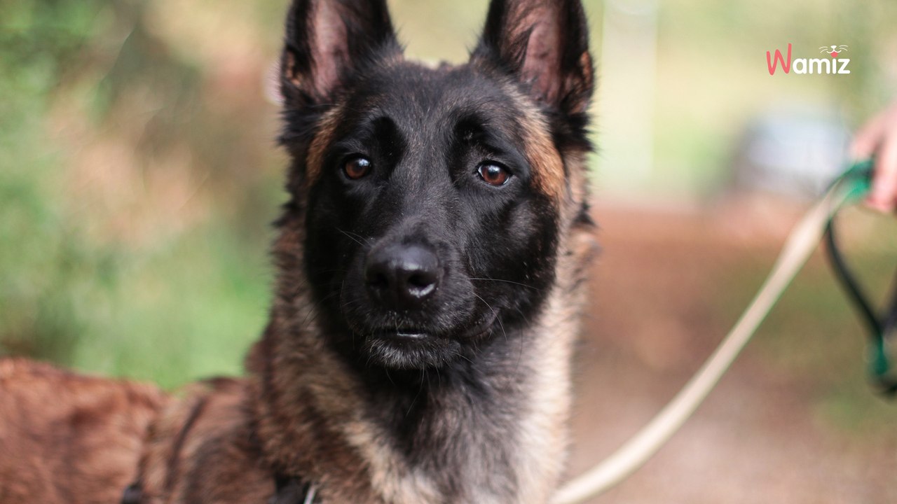 Maltraitée et abandonnée plusieurs fois, cette chienne a besoin de trouver enfin sa véritable famille définitive
