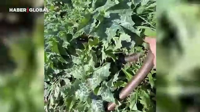 Yolda kavga eden kertenkeleleri görünce ayıran vatandaş sosyal medyada gündem oldu