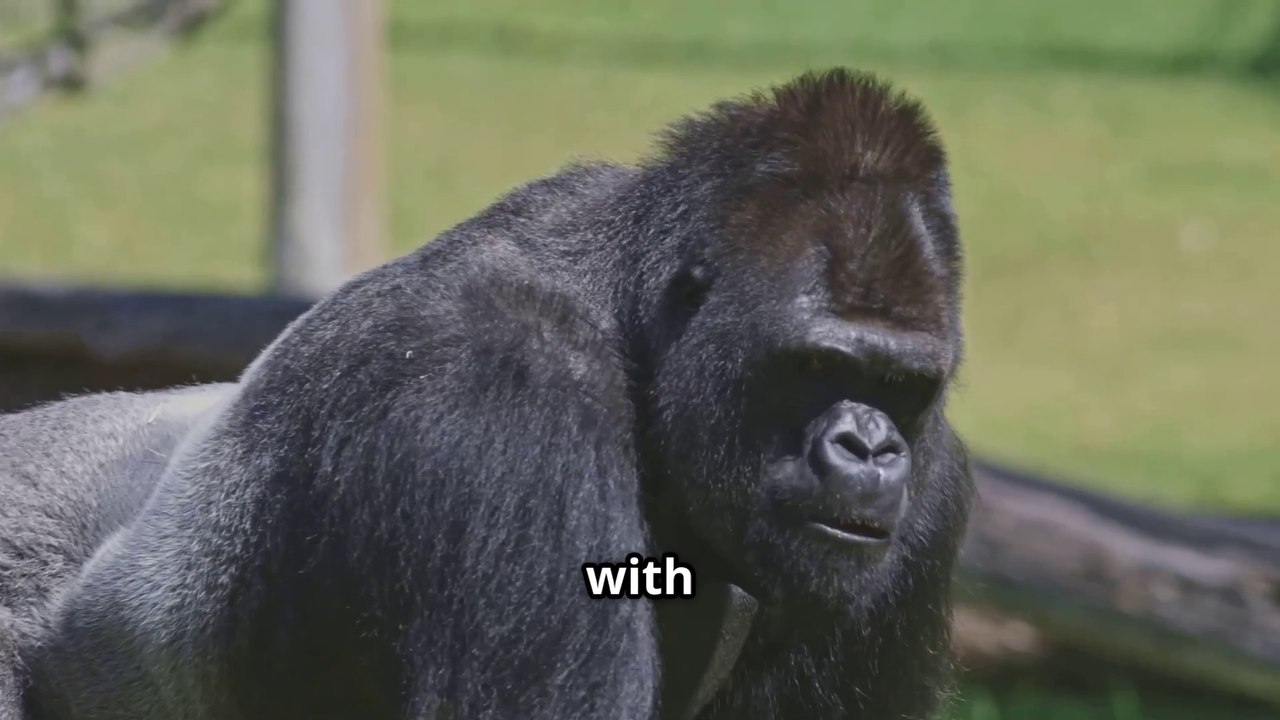 A Gorilla's MASSIVE Strength vs Humans !