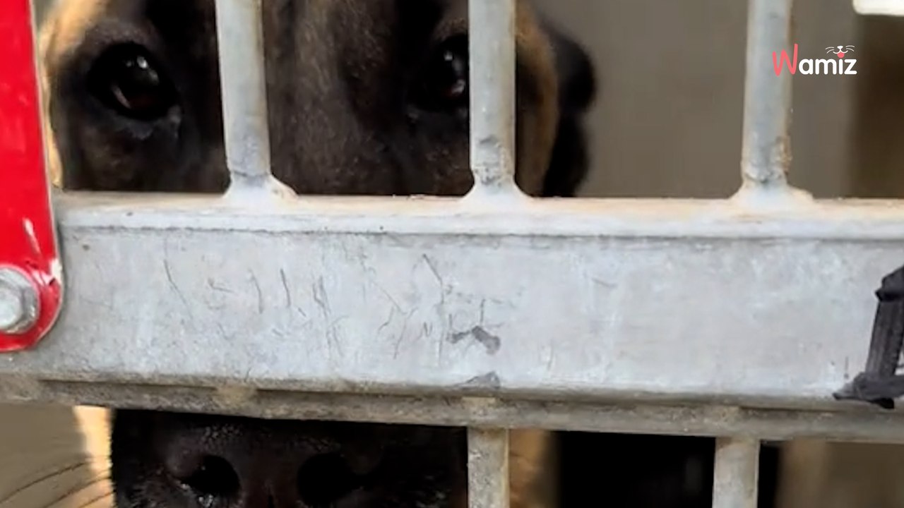Shelter dog’s mysterious wounds reveal heartbreaking truth