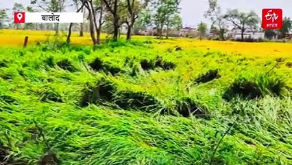 'विक्रम टीसीआर' बचाएगा पानी और फसल, आंधी तूफान में भी नहीं गिरेगा धान