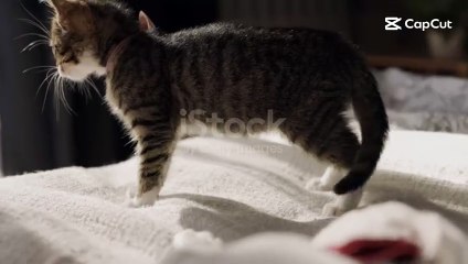 Two Young Pets Playing