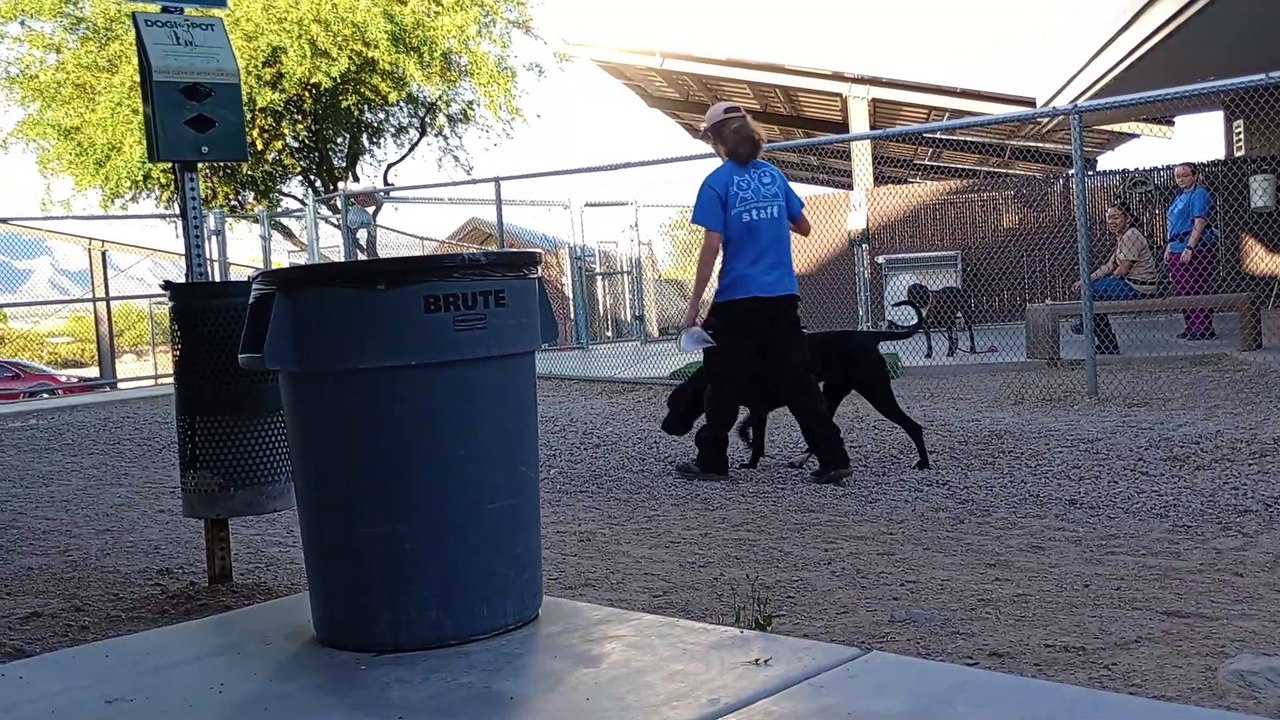 PACC shelter seein if 2 new doggies would behave groovy with each other in kennel together 959 VID_20250430_180525959