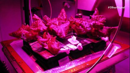 Cientistas da NASA colhem “alface espacial”