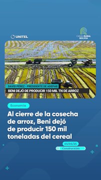 Al cierre de la cosecha de arroz, Beni dejó de producir 150 mil toneladas del cereal