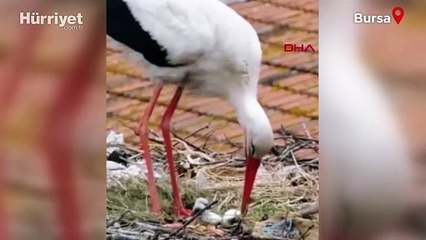 Yaren’in 2 yavrusu yumurtadan çıktı