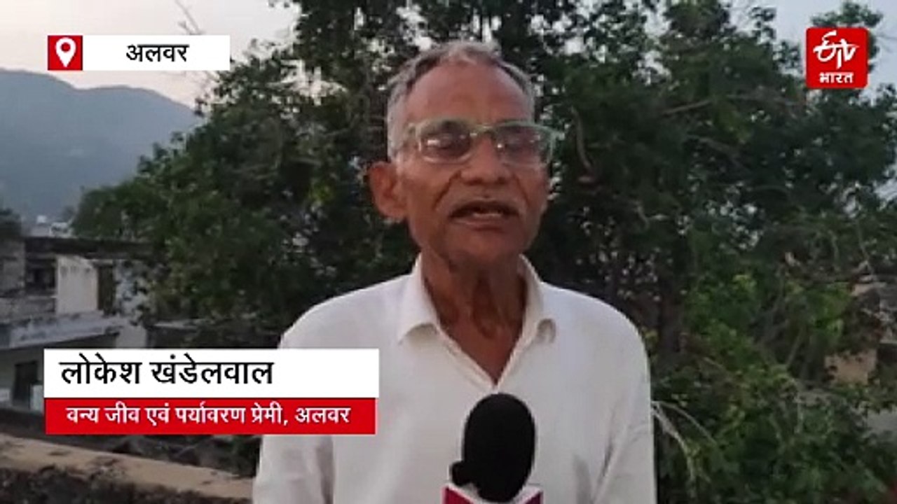 विश्व पैंथर दिवस आज: जब सरिस्का हुआ बाघों से वीरान, तब पैंथर ने बचाई हमारी शान