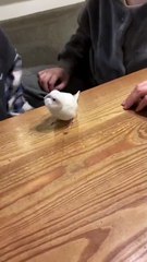 Parrot be like I am in guys