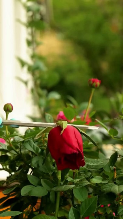 2 Planting Techniques for Everlasting Flowers  planting indoor garden diy flower1080p