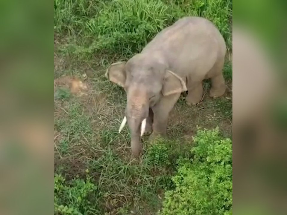 Kein Entkommen: Elefant Sun sitzt seit zwei Jahren auf Insel fest