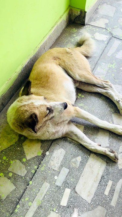 Cute dog