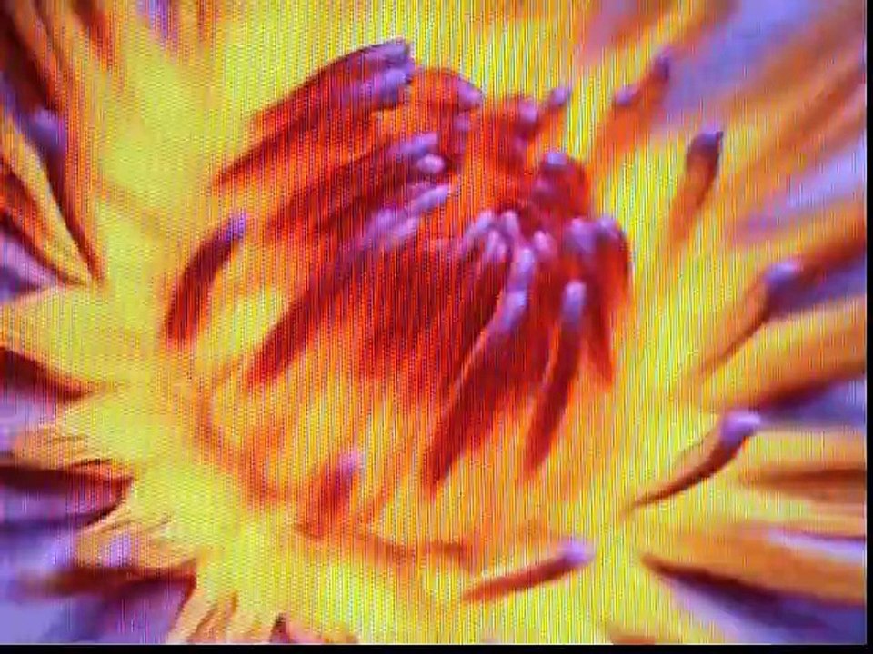 ´´ FALLING IN LOVE AGAIN ´´ ( LEO BENNINK  & SOPHIA / R&B / SOUL / FUNK /