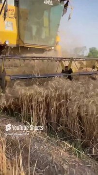 Harvesting wheat crop in punjab