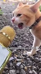 #88_Funny_Cat_videos_🐱🐱_#meowing_#memes_#cute(360p)