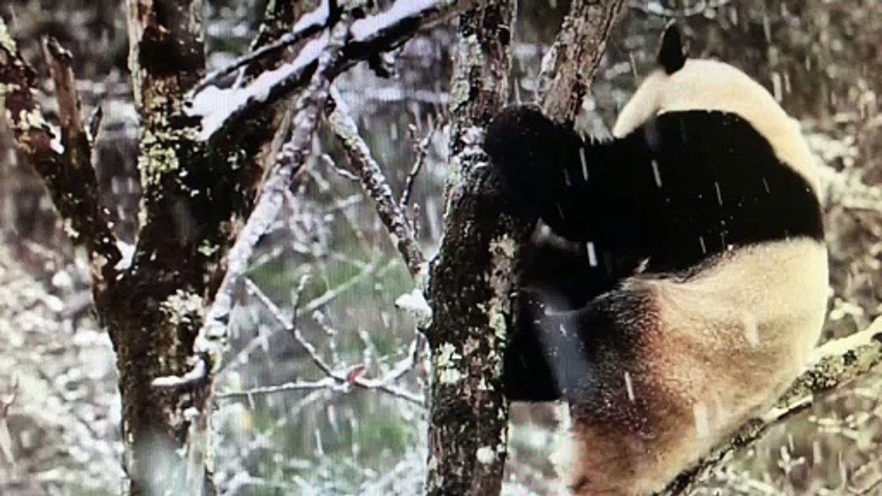 The daily life of pandas 🐼(66)   #Panda #Lovely