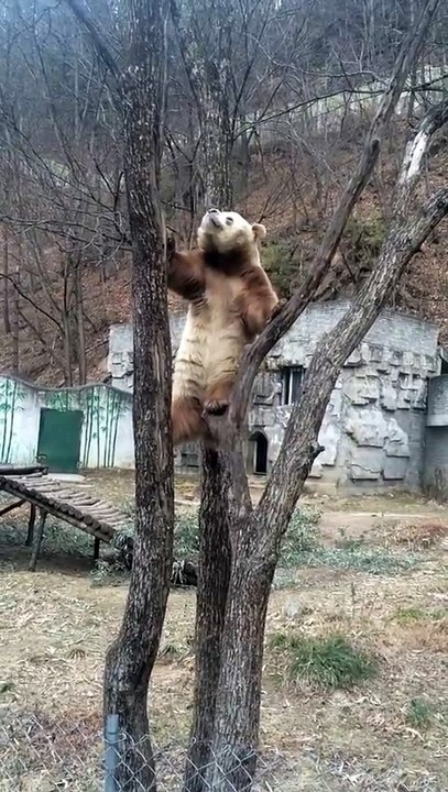 The daily life of pandas 🐼(67)   #Panda #Lovely