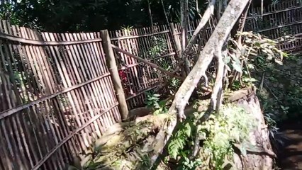 Sumber biru singasari