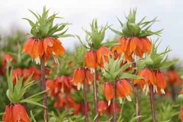Ters laleler çiçek açtı: Fotoğraf tutkunları akın ediyor