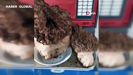 Karabağlar Yaylası'nda bulundu: "Hayatımda bu kadar büyüğünü görmedim"