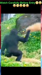 Try not to laugh 0305