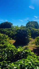 Agricultor vende na feira café cultivado em sua chácara e assim agrega valor ao produto