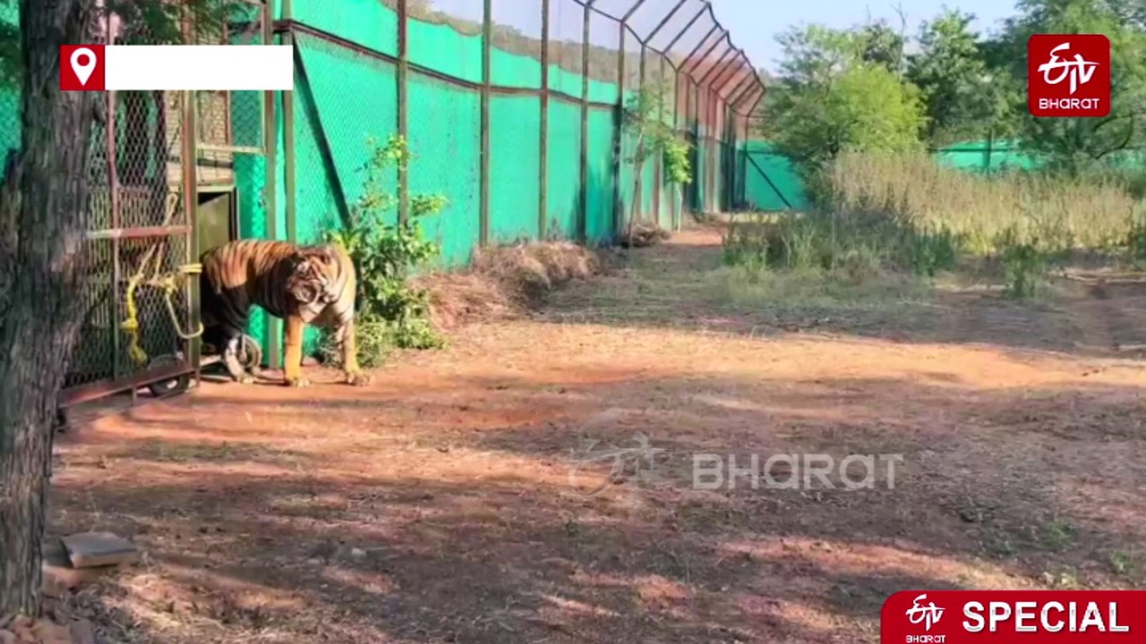 Wildlife Enthusiasts Want Leopard Safaris in Mukundra Reserve and Chambal Sanctuary