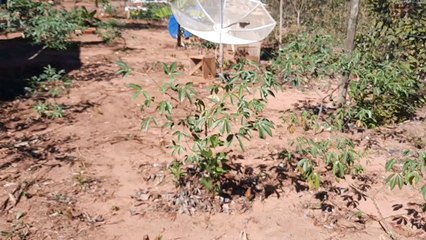 Apontamento D2 70w Banda c