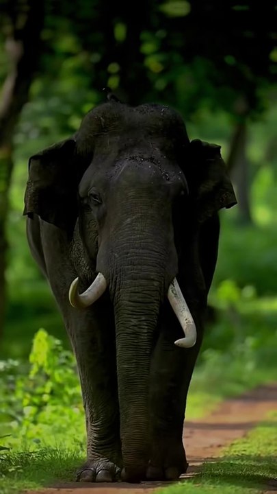Animal world