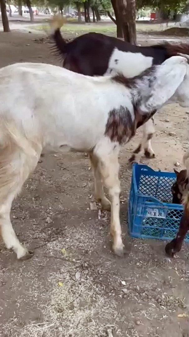 ⁣Qurbani Goats in Lahore 85000