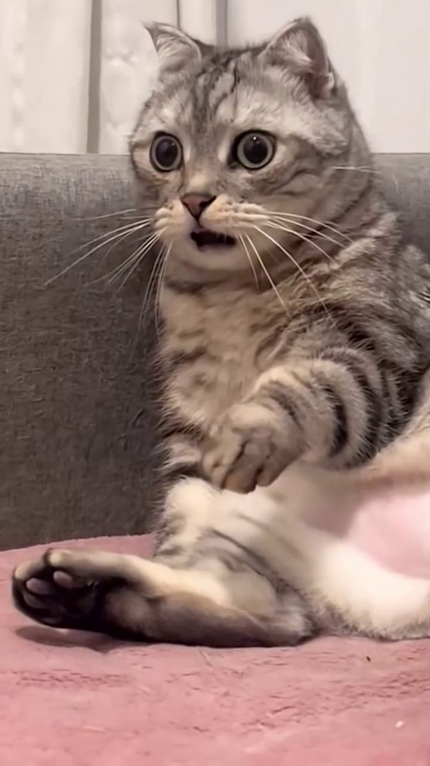 Ai animated Cat funny video #pets #funny #wildlife