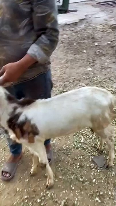 White/Desi/Goat/Qurbani/Lahore #goat  #beautifullgoats #cute #goatbreed #animals