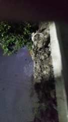 El gato sábado,me voy de fiesta 🥳😺 domingo 5: 20